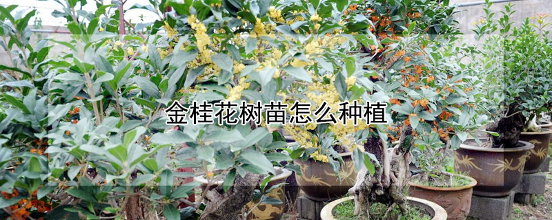 金桂花樹苗怎麼種植
