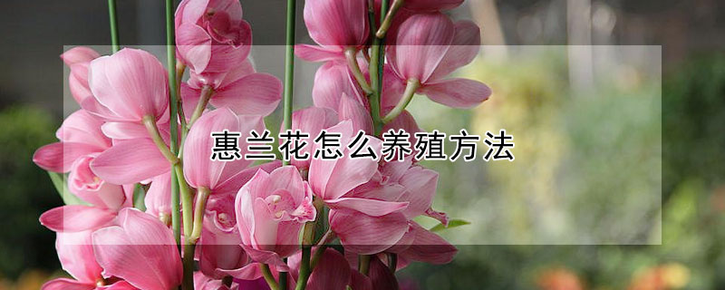 惠蘭花怎麼養殖方法