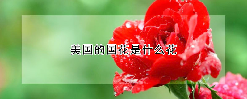 美國的國花是什麼花