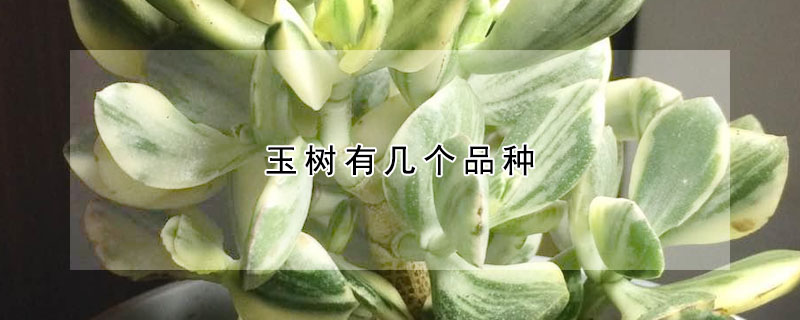 玉樹有幾個品種