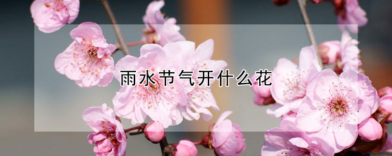 雨水節氣開什麼花