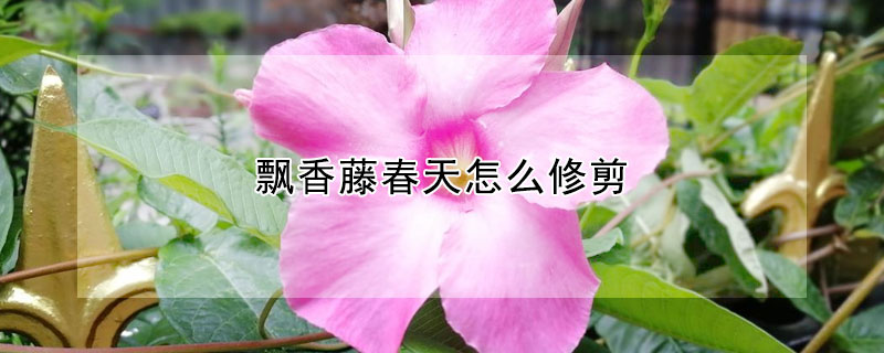 飄香藤春天怎麼修剪