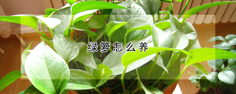 綠籮怎麼養