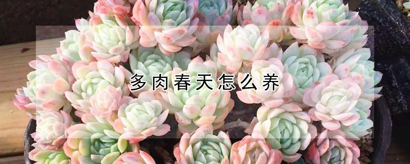 多肉春天怎麼養