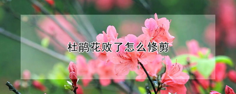 杜鵑花敗了怎麼修剪