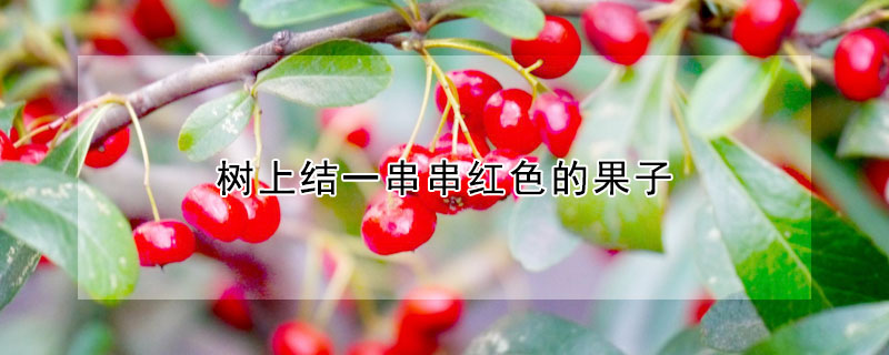 樹上結一串串紅色的果子