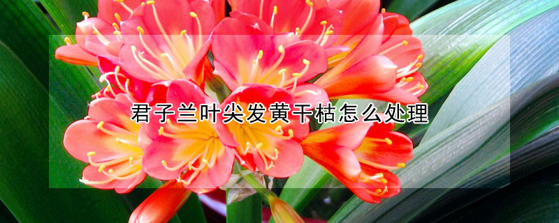 君子蘭葉尖發黃幹枯怎麼處理