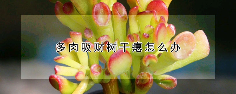 多肉吸財樹幹癟怎麼辦