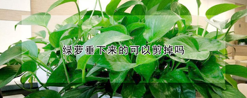 綠蘿垂下來的可以剪掉嗎