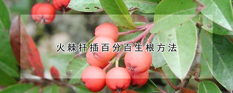 火棘扡插百分百生根方法