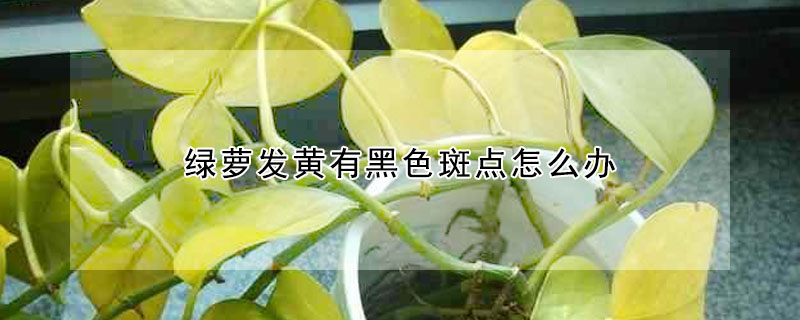 綠蘿發黃有黑色斑點怎麼辦