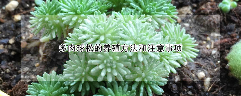 多肉球鬆的養殖方法和注意事項