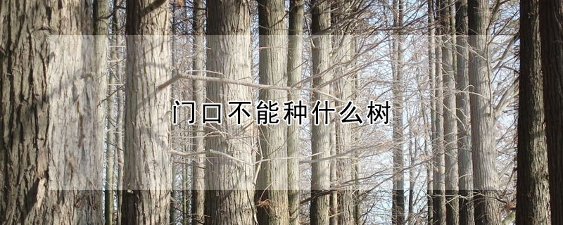 門口不能種什麼樹