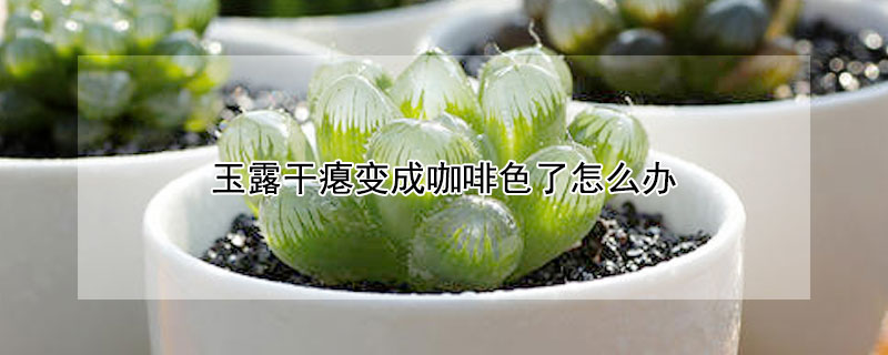 玉露幹癟變成咖啡色了怎麼辦