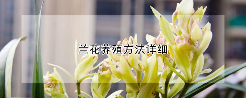 蘭花養殖方法詳細