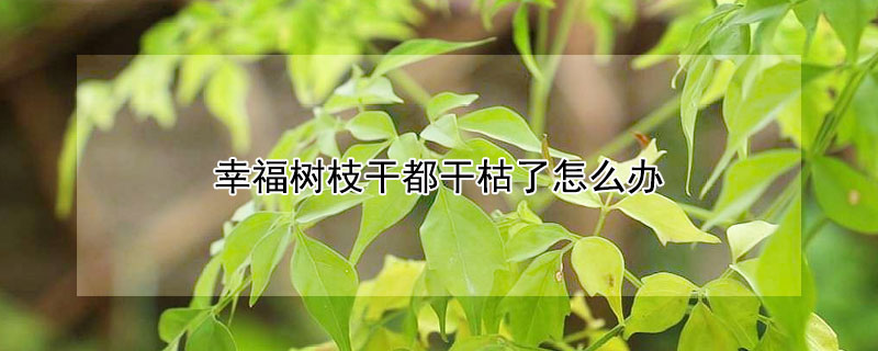 幸福樹枝幹都幹枯了怎麼辦