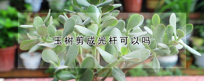 玉樹剪成光杆可以嗎