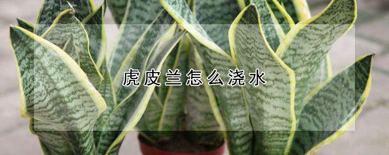 虎皮蘭怎麼澆水