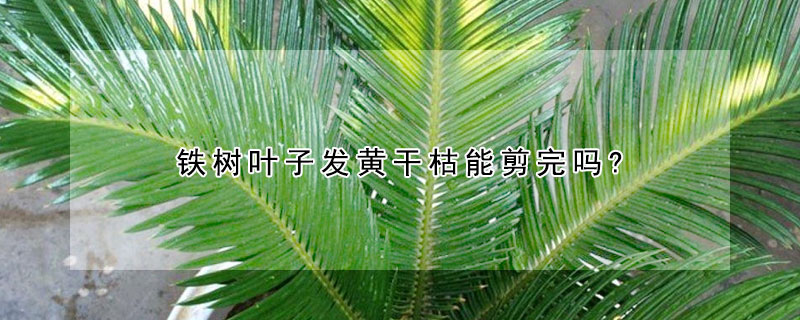 鐵樹葉子發黃幹枯能剪完嗎?