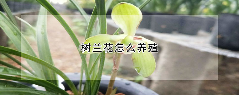 樹蘭花怎麼養殖