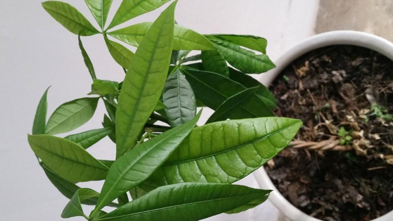 盆栽發財樹怎麼澆水