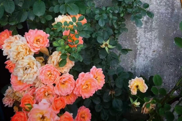 薔薇花怎麼種植方法
