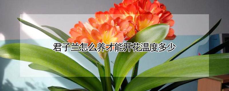 君子蘭怎麼養才能開花溫度多少