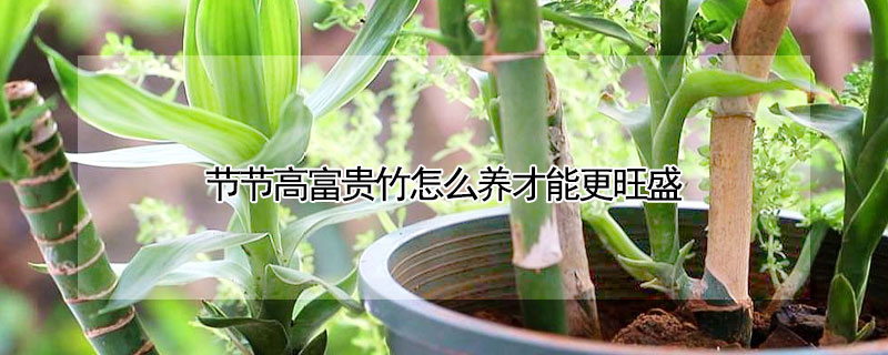 節節高富貴竹怎麼養才能更旺盛