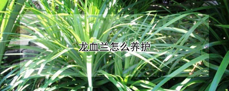 龍血蘭怎麼養護