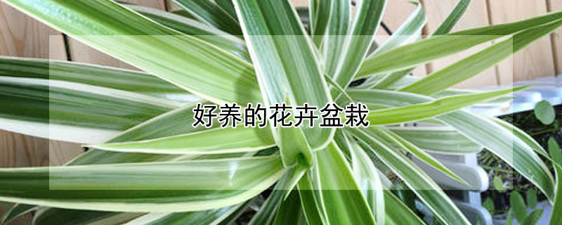 好養的花卉盆栽