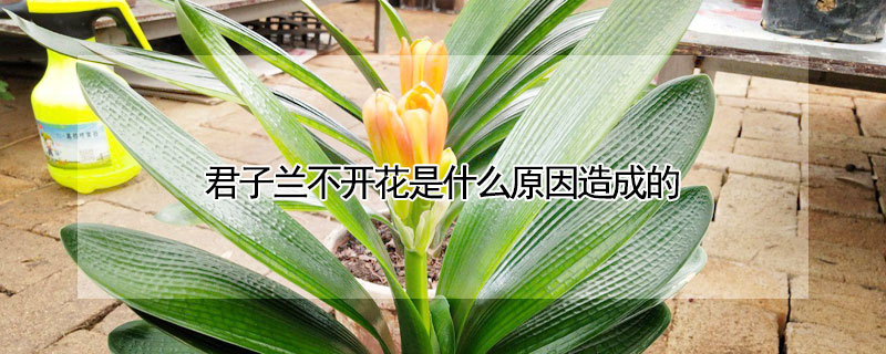 君子蘭不開花是什麼原因造成的