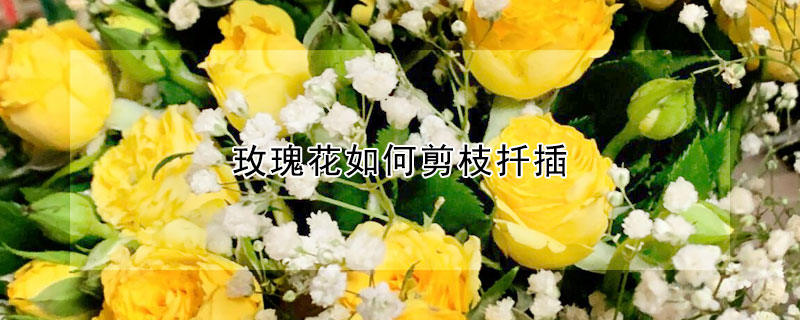玫瑰花如何剪枝扡插
