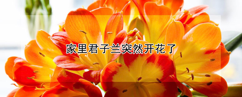 家裏君子蘭突然開花了
