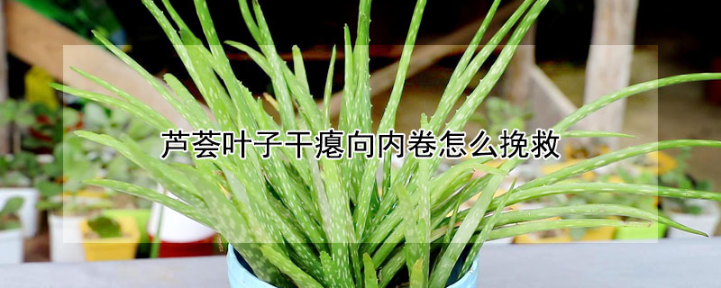 蘆薈葉子幹癟向內卷怎麼挽救