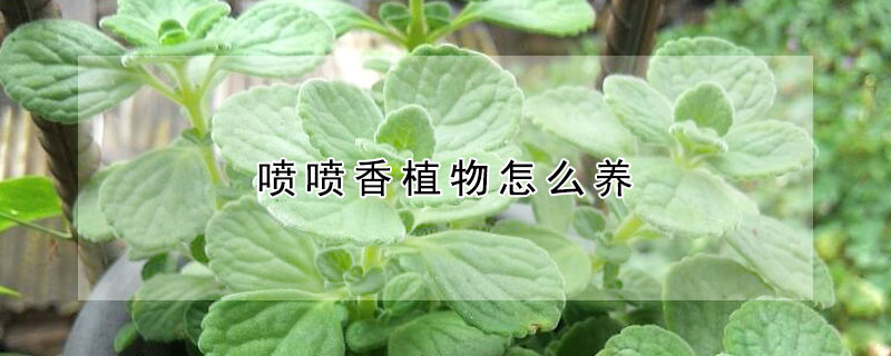噴噴香植物怎麼養