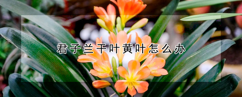 君子蘭幹葉黃葉怎麼辦