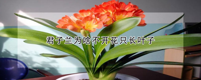 君子蘭為啥不開花隻長葉子