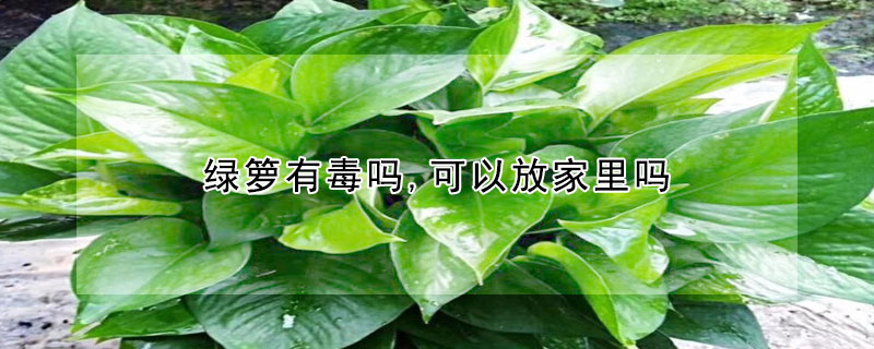 綠籮有毒嗎,可以放家裏嗎
