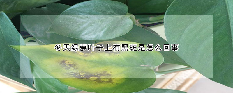 冬天綠蘿葉子上有黑斑是怎麼回事