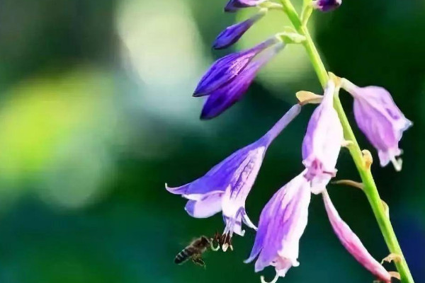 玉簪花是什麼花