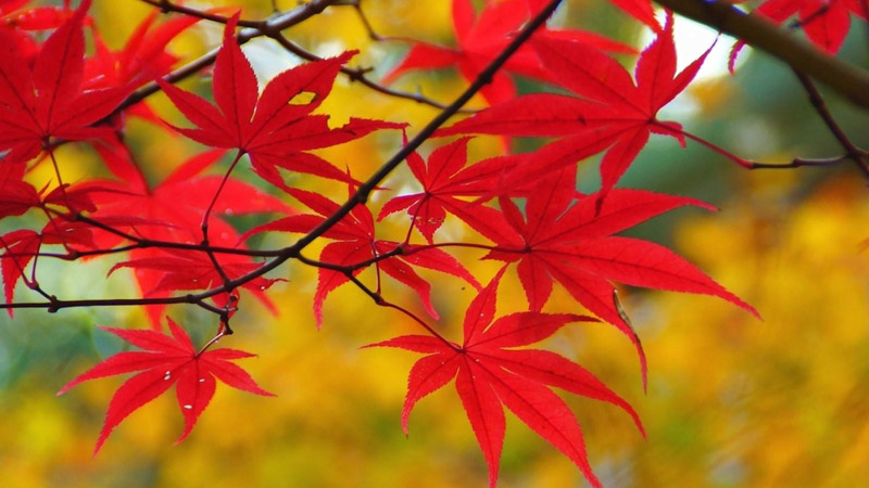 香山紅葉最佳觀賞時間
