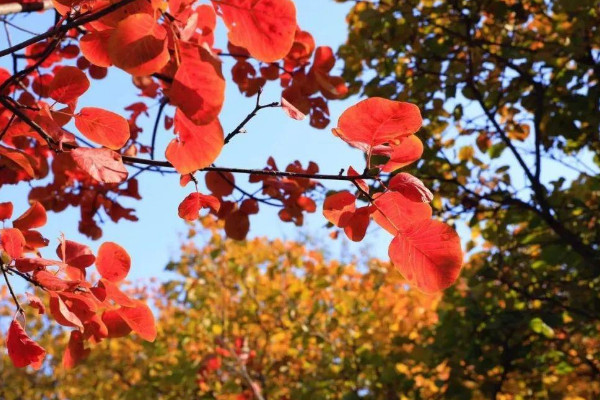 香山紅葉最佳觀賞時間