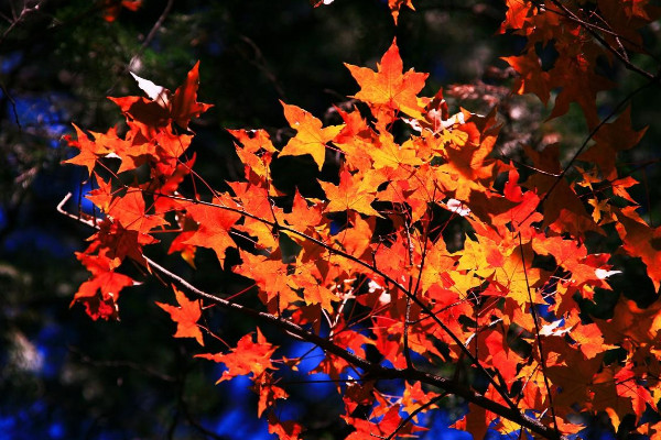 香山紅葉最佳觀賞時間