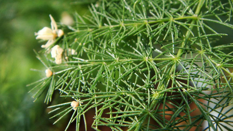 文竹開花了是怎麼回事