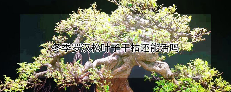 冬季羅漢鬆葉子幹枯還能活嗎