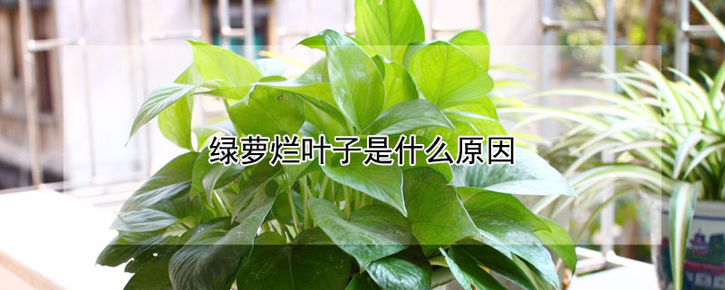 綠蘿爛葉子是什麼原因