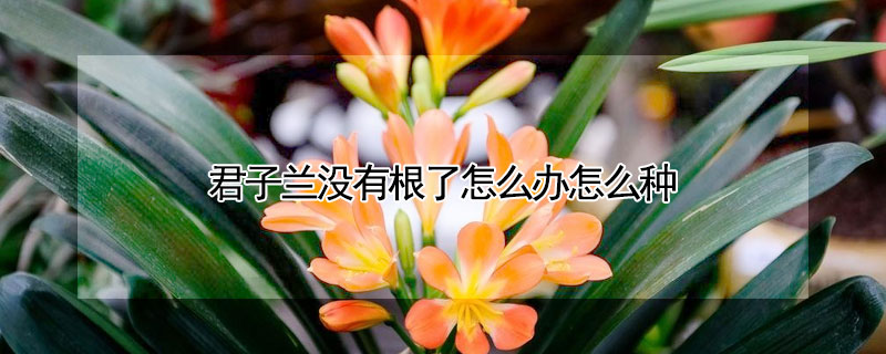 君子蘭沒有根了怎麼辦怎麼種