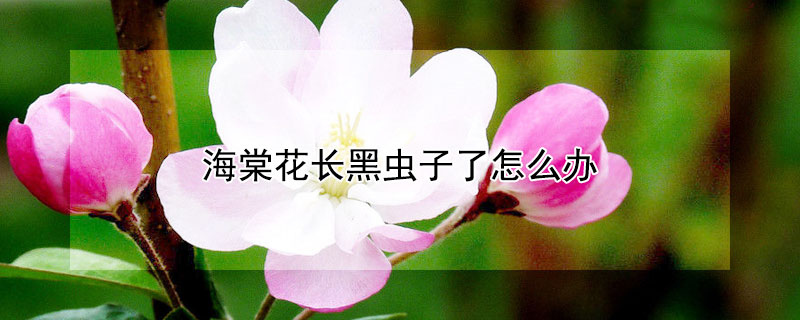 海棠花長黑蟲子了怎麼辦