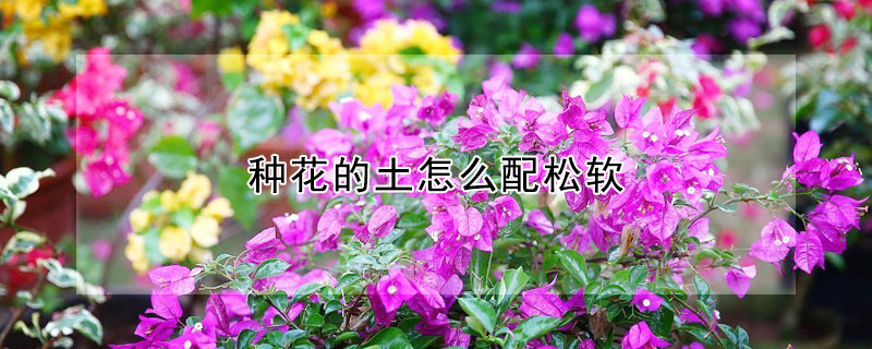 種花的土怎麼配鬆軟