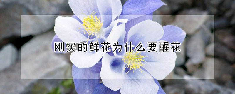剛買的鮮花為什麼要醒花